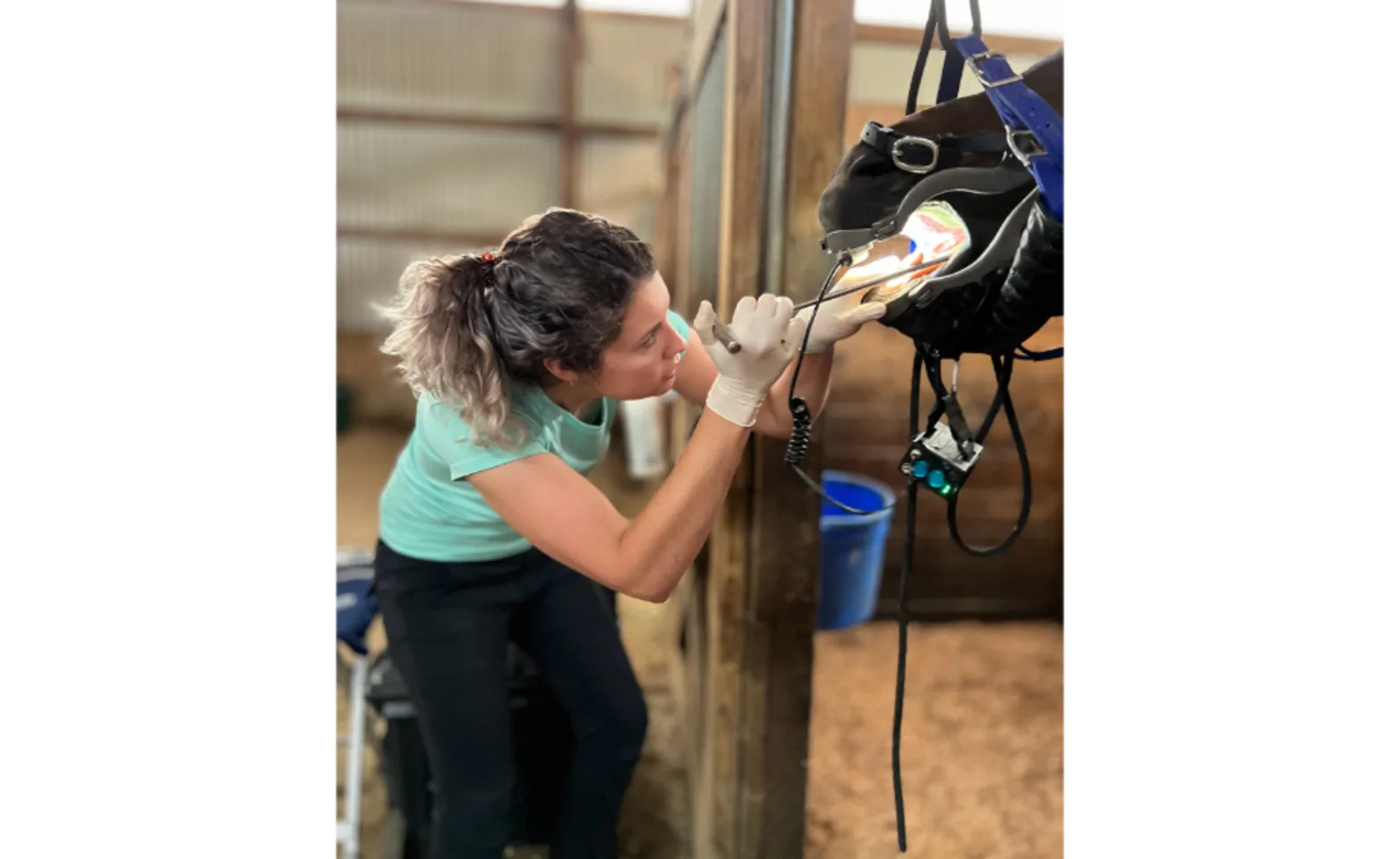 Dr. Kim MacKinnon examines a horse's mouth during a dental exam